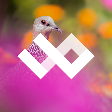 WildPapers – Wildlife Photography Wallpapers v1.0.2 [Patched] APK [Latest]