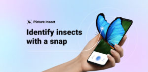 Picture Insect