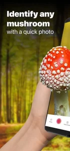 Picture Mushroom apk